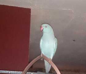 Lost Indian Ringneck Parakeet