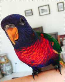 Lost Lory / Lorikeet