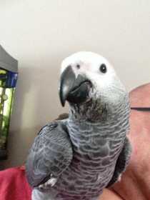 Lost African Grey