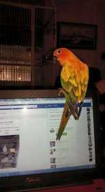 Lost Conure