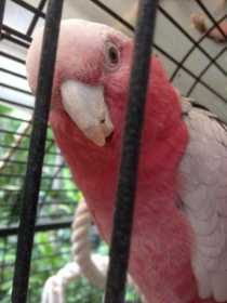 Lost Galah Cockatoo