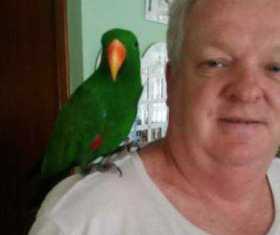 Lost Eclectus