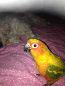 Lost Conure