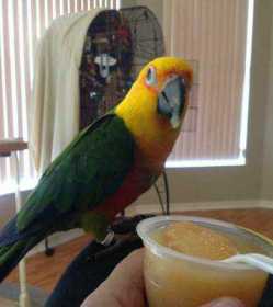 Lost Conure