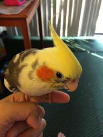 Lost Cockatiel