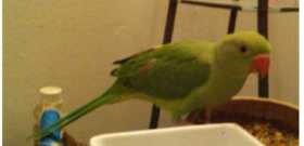 Lost Indian Ringneck Parakeet