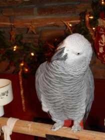 Lost African Grey
