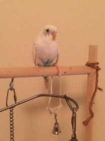 Lost Parakeet