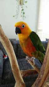 Lost Conure