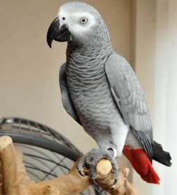 Lost African Grey