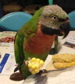 Lost Mustached / Moustached Parakeet