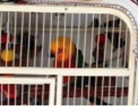 Lost Conure