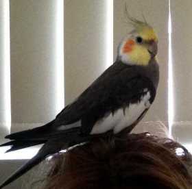 Lost Cockatiel