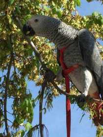 Lost African Grey