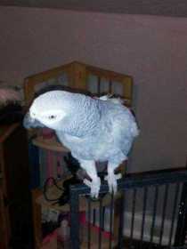 Lost African Grey
