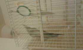 Lost Cockatiel