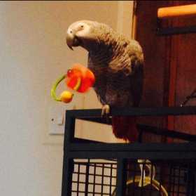 Lost African Grey