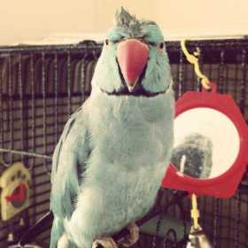 Lost Indian Ringneck Parakeet