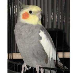 Lost Cockatiel