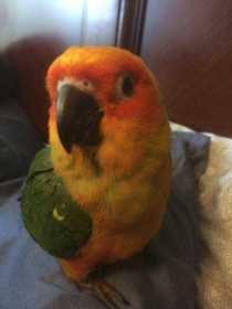 Lost Conure