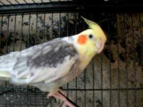 Lost Cockatiel