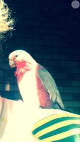 Lost Galah Cockatoo