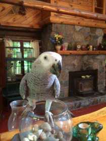 Lost African Grey