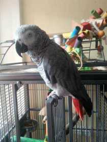 Lost African Grey