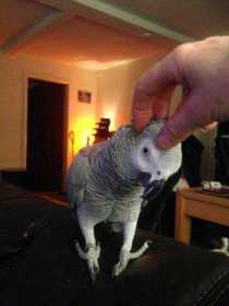 Lost African Grey