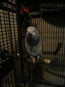 Lost African Grey