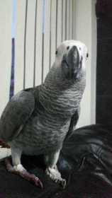 Lost African Grey