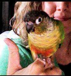 Lost Conure