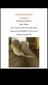 Lost Cockatiel