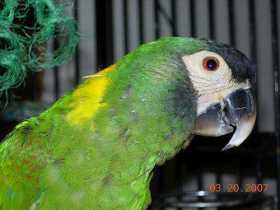 Lost Macaw