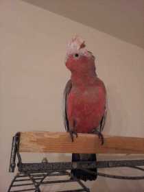 Lost Galah Cockatoo