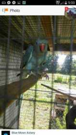 Lost Indian Ringneck Parakeet