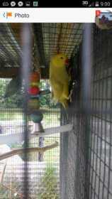 Lost Indian Ringneck Parakeet
