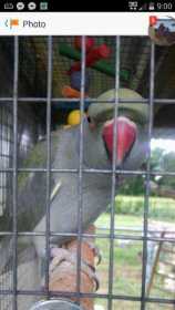 Lost Indian Ringneck Parakeet