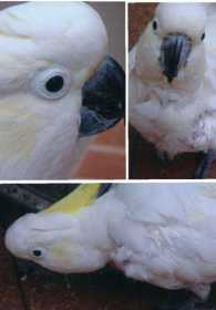 Lost Cockatoo