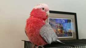 Lost Galah Cockatoo