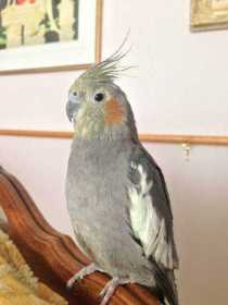 Lost Cockatiel