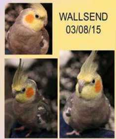 Lost Cockatiel