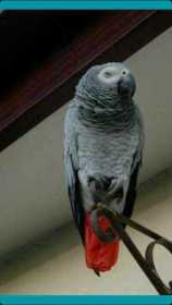 Lost African Grey