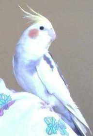 Lost Cockatiel