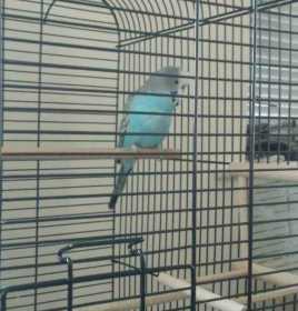 Lost Budgerigar