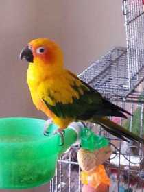 Lost Conure