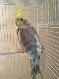 Lost Cockatiel
