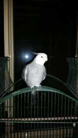 Lost Cockatiel