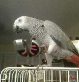 Lost African Grey