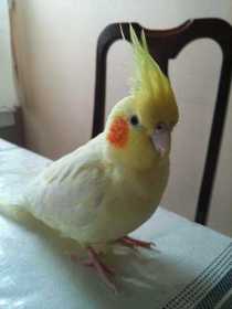 Lost Cockatiel